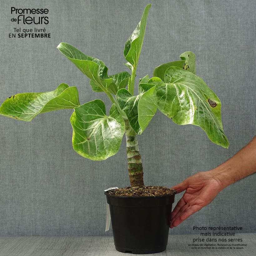 Ejemplar de Dendroseris litoralis (littoralis) - Arbre chou  Pot de 4L/5L entregado en otoño