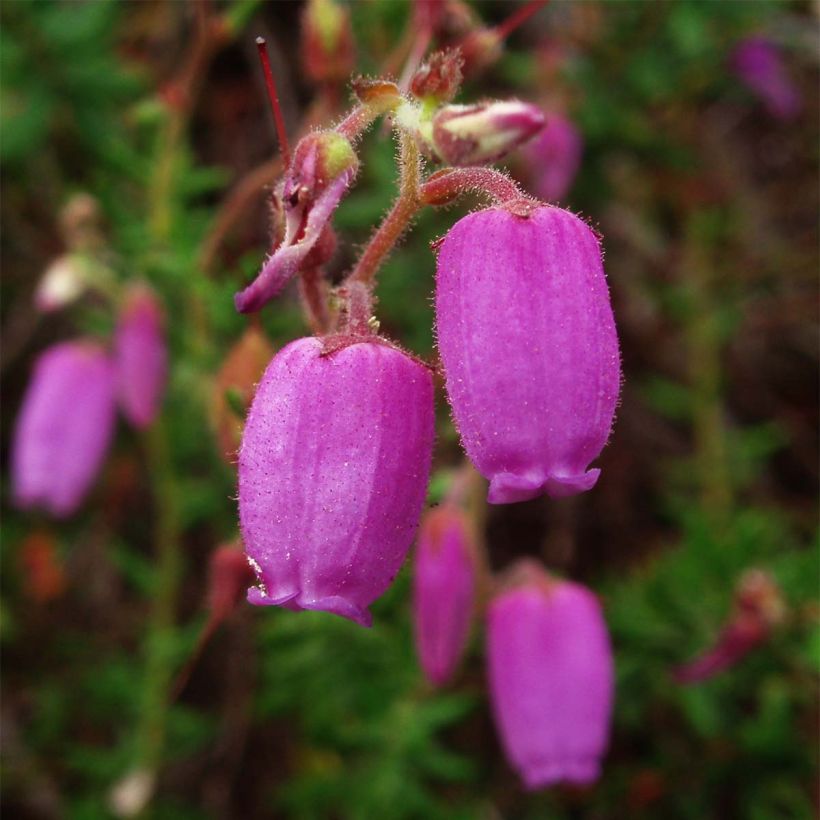 Daboecia cantabrica - Brezo de Vizcaya (Floración)