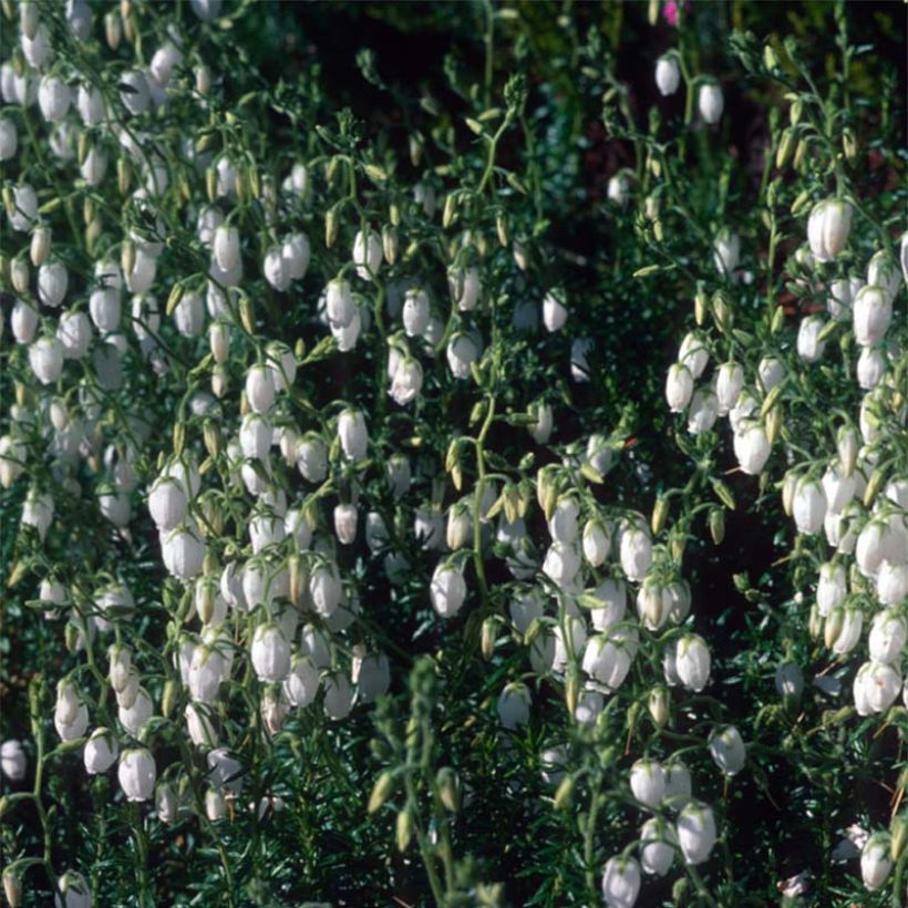 Daboecia cantabrica Alba (Floración)