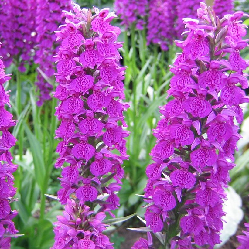 Dactylorhiza Foliorella - Orquídea (Floración)