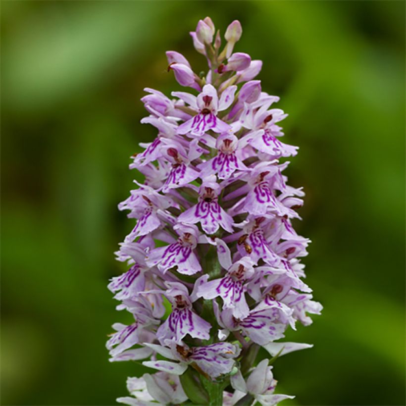 Dactylorhiza fuchsii - Orquídea (Floración)