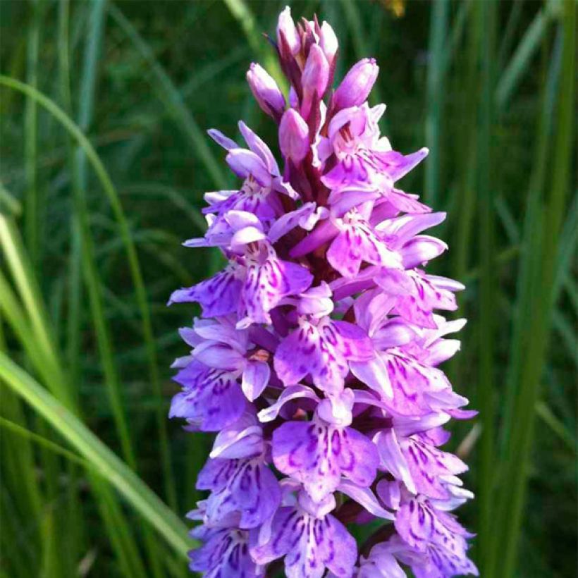 Dactylorhiza maculata - Satirión manchado (Floración)