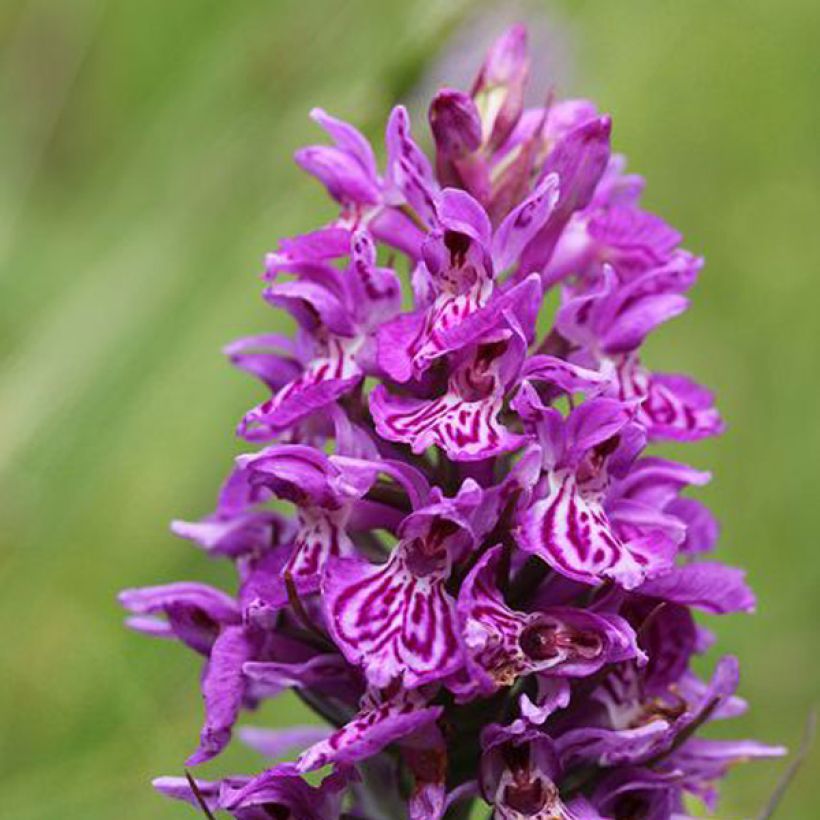 Dactylorhiza majalis - Orquídea (Floración)