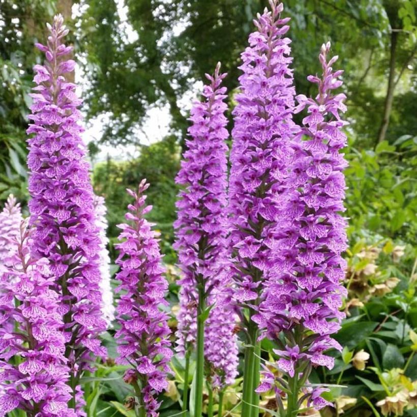 Dactylorhiza praetermissa - Orquídea (Floración)