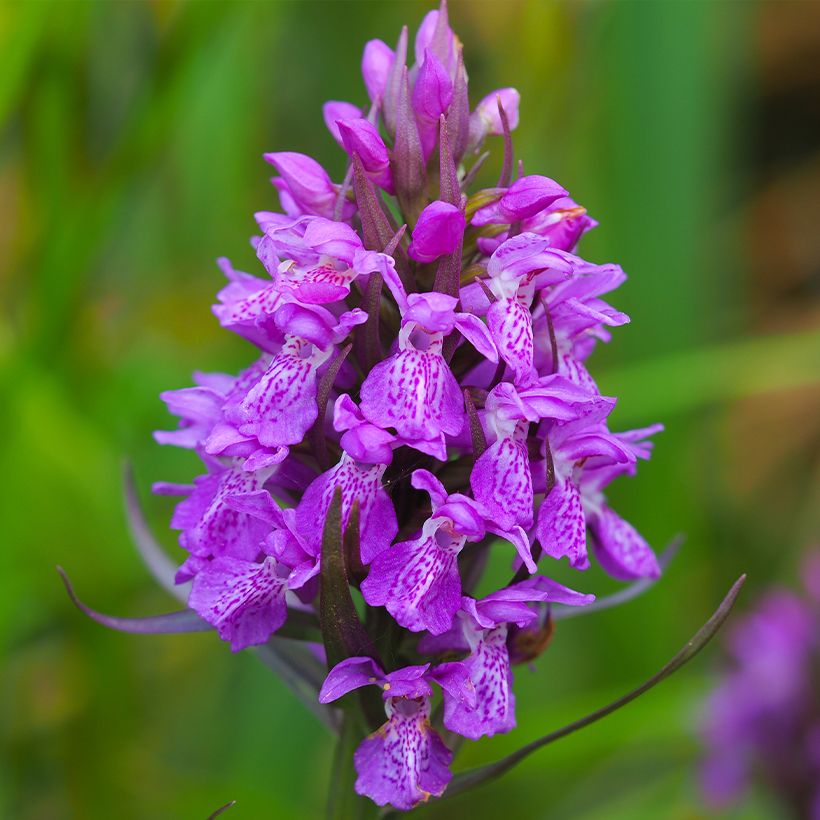 Dactylorhiza purpurella - Orquídea (Floración)