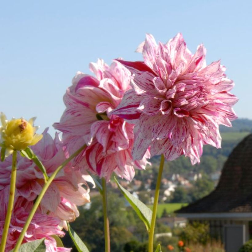 Dalia decorativa Anatol (Floración)