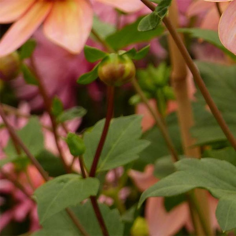 Dalia Flor de Anémona Totally Tangerine (Follaje)