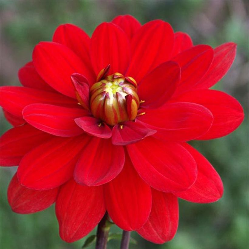 Dalia Contessa (Floración)