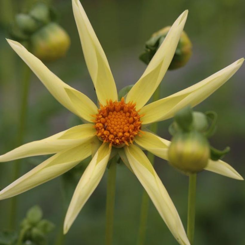 Dalia Honka Yellow (Floración)