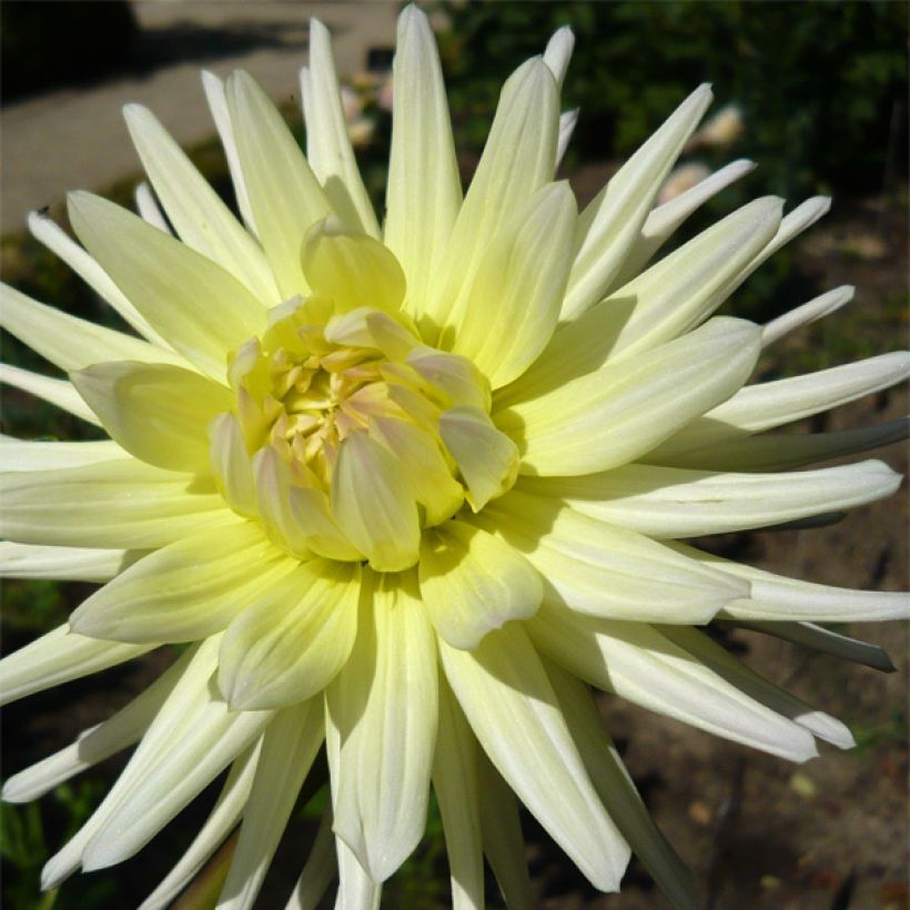 Dalia cactus Shooting Star (Floración)