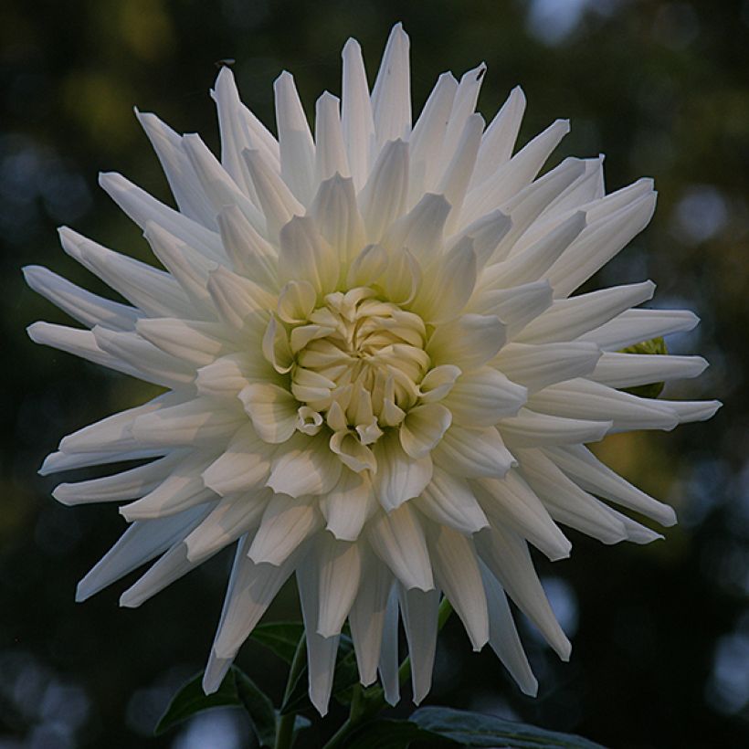 Dalia cactus White Happiness (Floración)