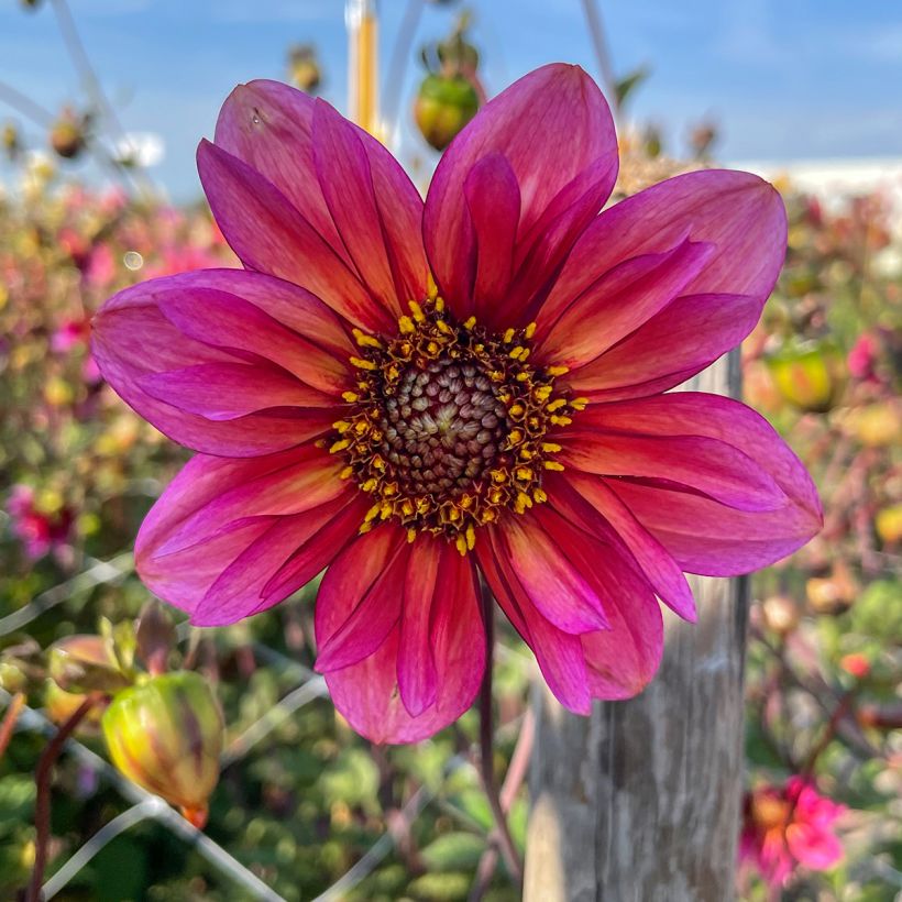 Dalia Flor de Anémona Princess Nadine (Floración)