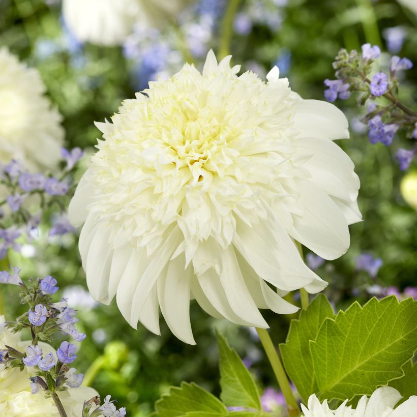 Dalia Flor de Anémona Zahra (Floración)