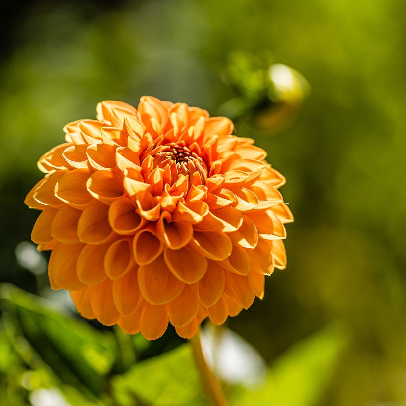 Dalia bola Sylvia (Floración)