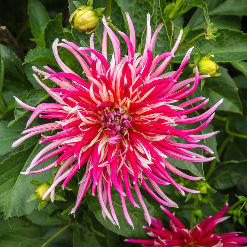 Dalia cactus Samourai (Floración)