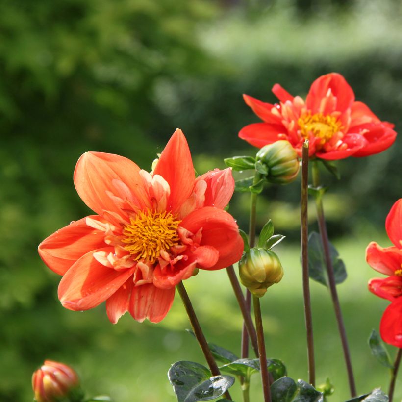 Dalia Collarette Alstergruss (Floración)