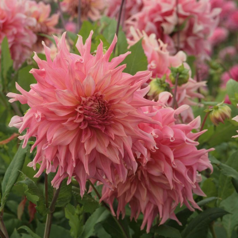 Dalia decorativa Penhill Watermelon (Floración)