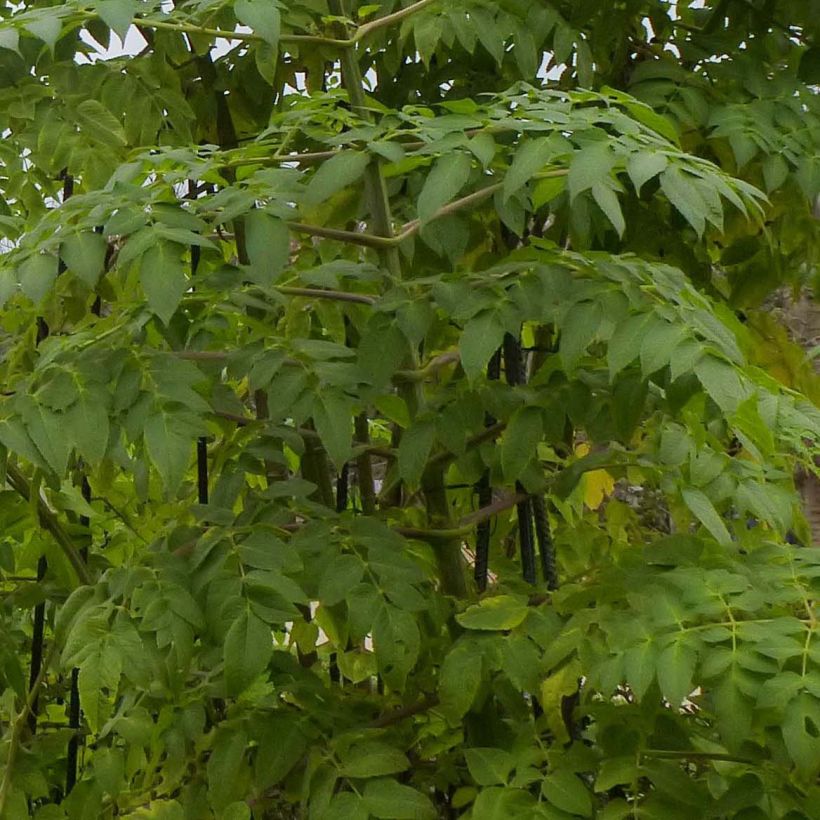 Dahlia imperialis - Dalia catalina (Follaje)