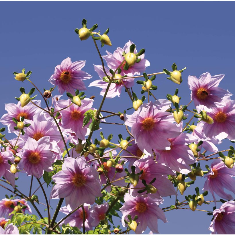 Dahlia imperialis - Dalia catalina (Floración)