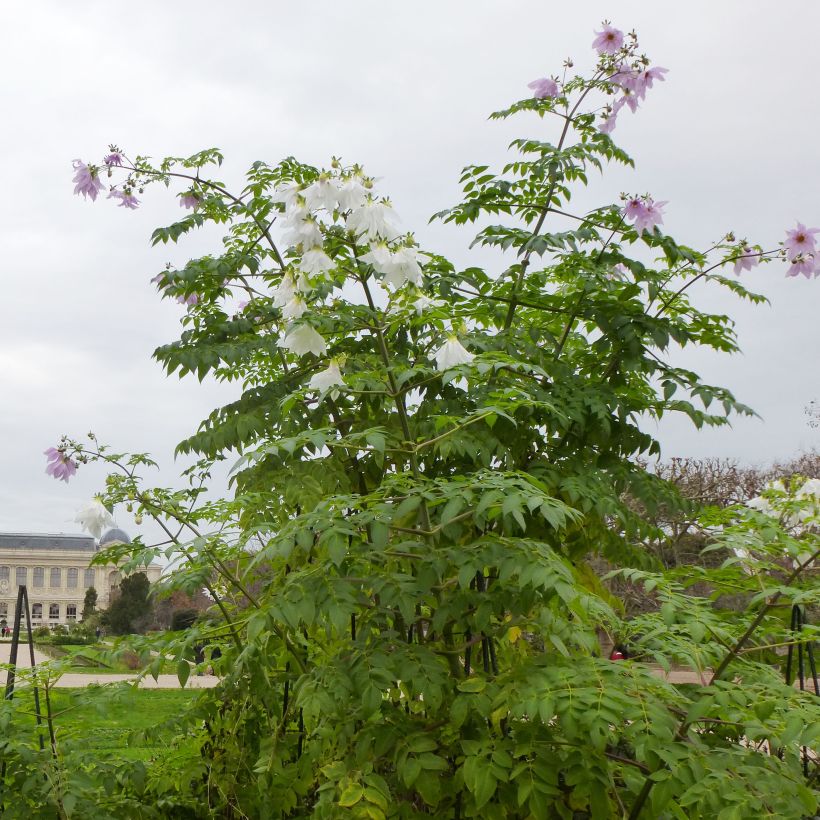 Dahlia imperialis - Dalia catalina (Porte)