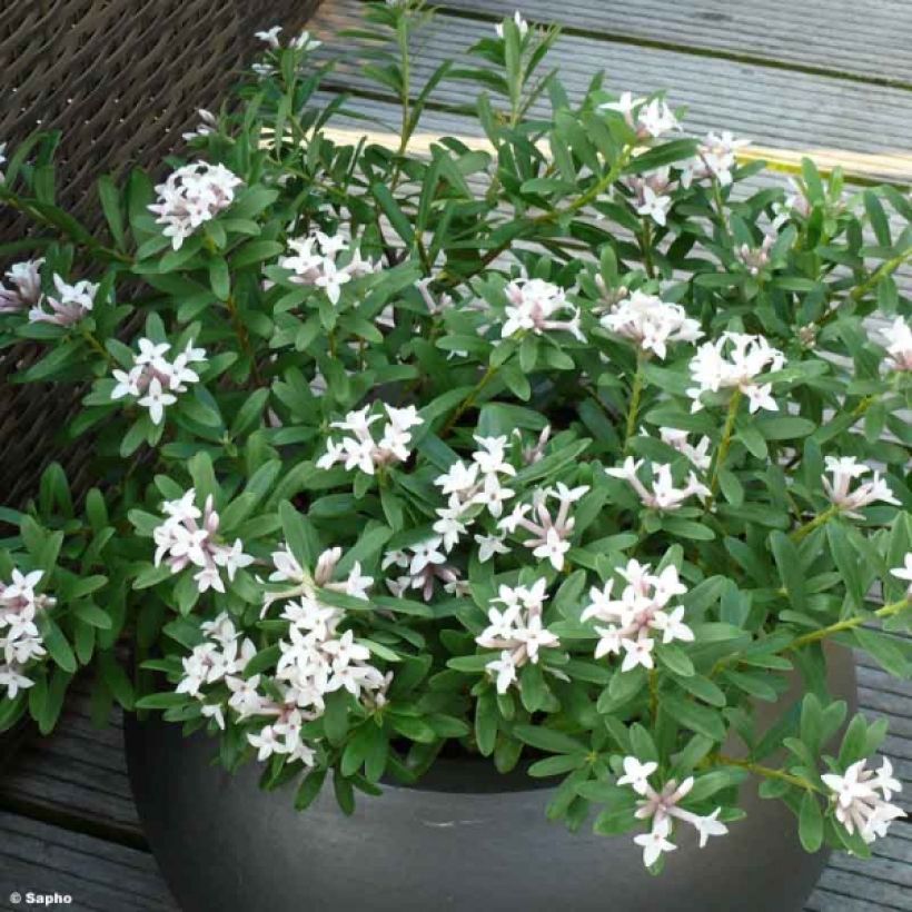 Daphne transatlantica Eternal Fragrance (Porte)