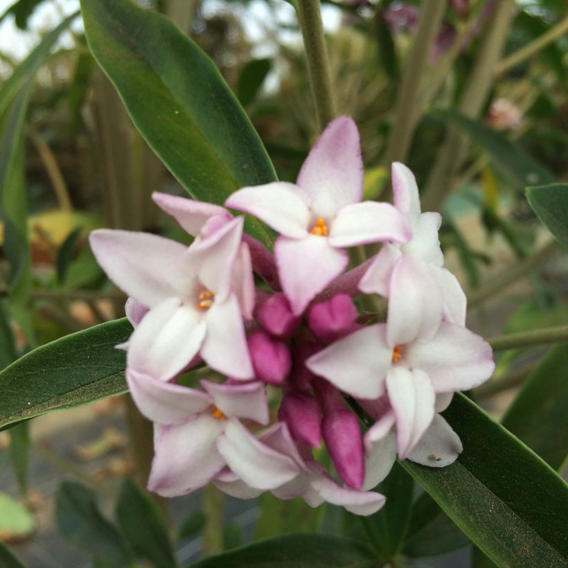 Daphne Spring Beauty (Floración)