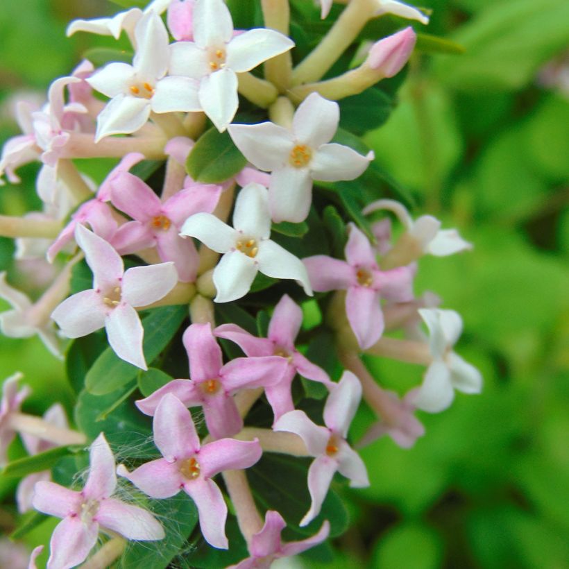 Daphne burkwoodii Somerset (Floración)