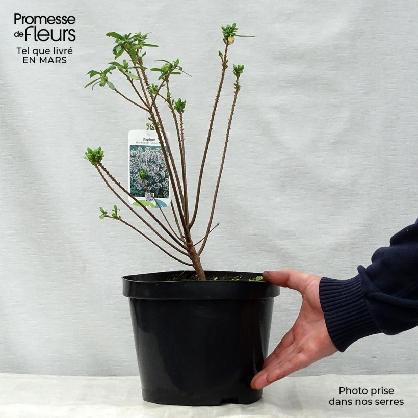 Daphne burkwoodii Somerset - Bois joli Pot de 4L/5L Ejemplar entregado en la primavera