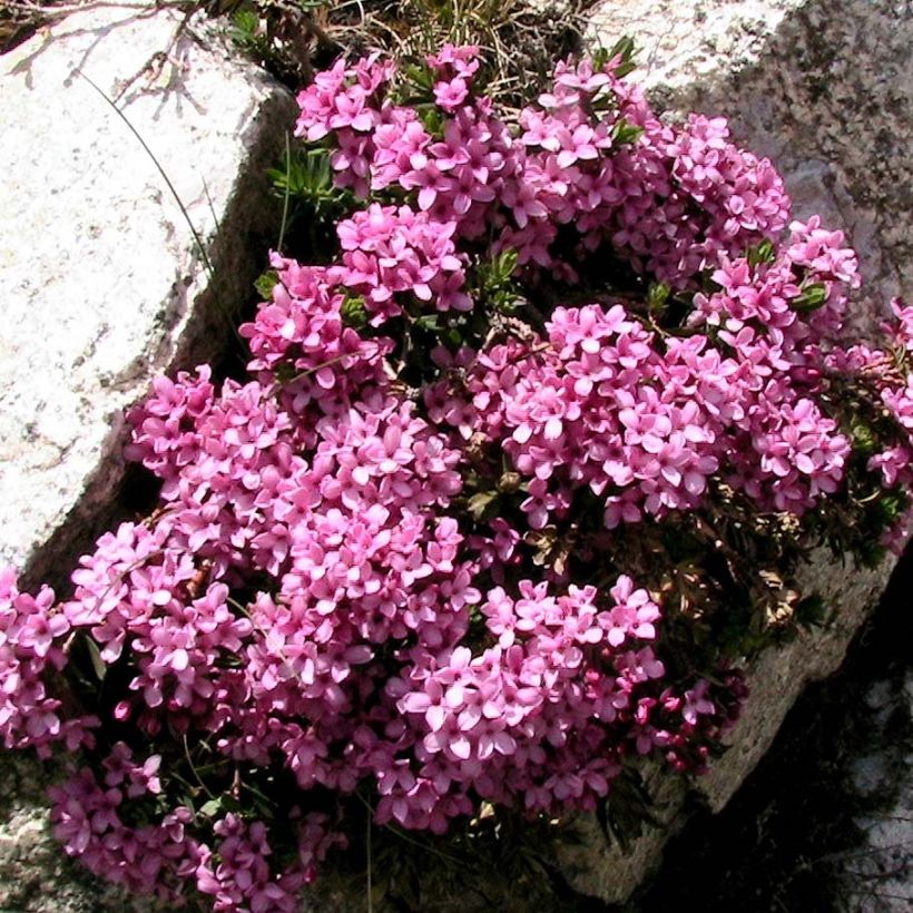 Daphne cneorum - Torvisco de los pirineos (Porte)