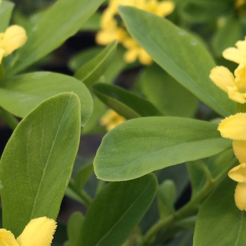 Daphne gemmata Royal Crown (Follaje)