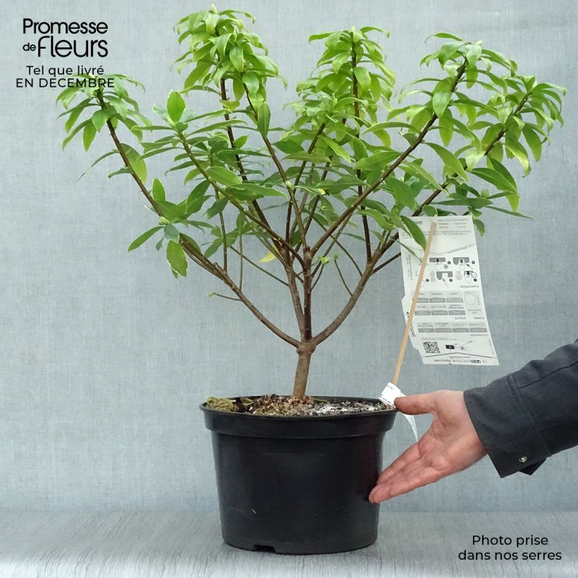 Daphne odora Aureomarginata - pot de 7,5L/10L Ejemplar entregado en invierno