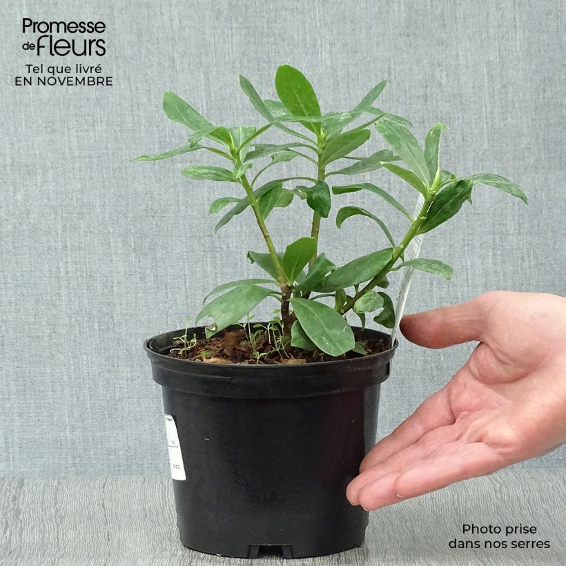 Ejemplar de Daphne odora - Bois-joli odorant Pot de 1.5L/2L entregado en otoño