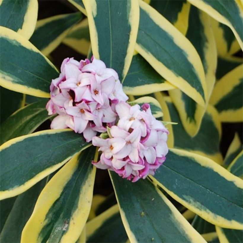 Daphne odora Marianni (Floración)