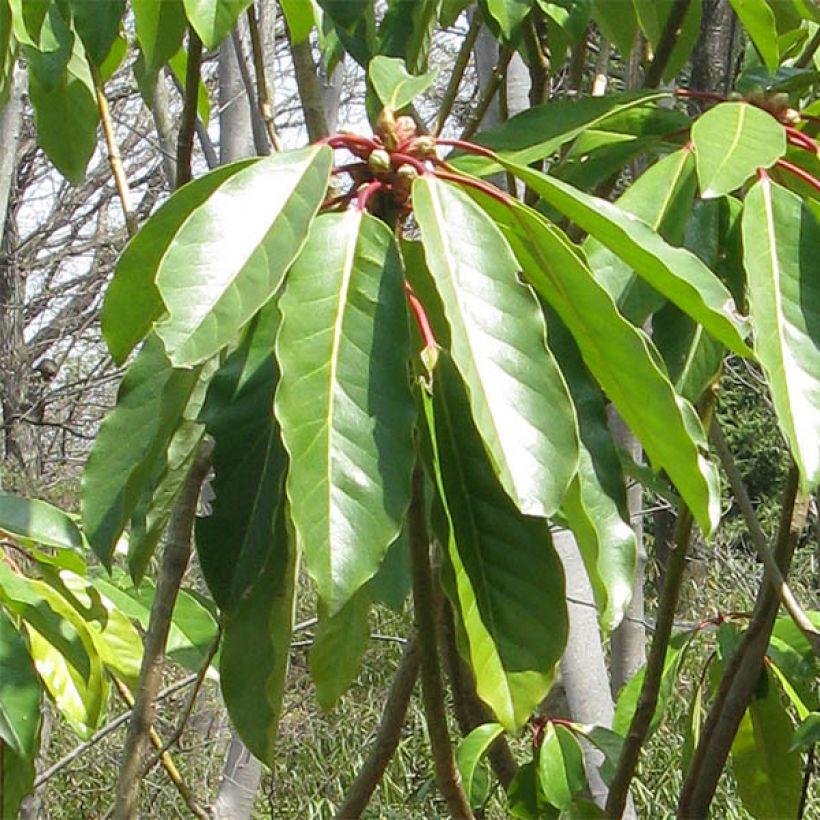 Daphniphyllum himalayense subsp. macropodum (Follaje)