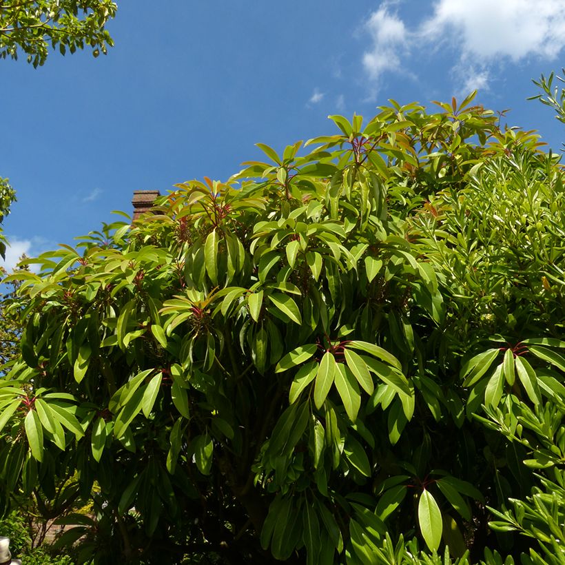 Daphniphyllum himalayense subsp. macropodum (Porte)