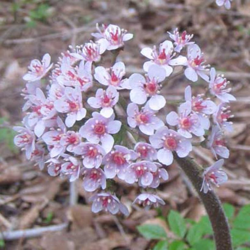 Darmera peltata (Floración)