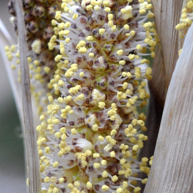 Dasylirion cedrosanum (Floración)