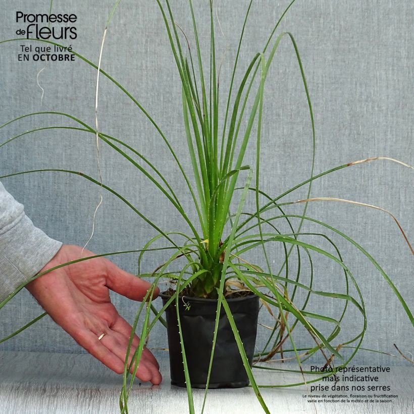 Ejemplar de Dasylirion lucidum - Sotol brillant Pot de 12 cm entregado en otoño