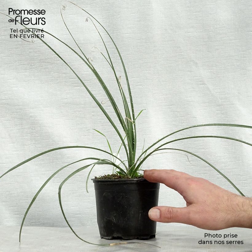 Dasylirion miquihuanensis Pot de 12 cm Ejemplar entregado en invierno