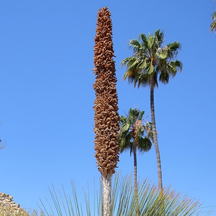 Dasylirion quadrangulatum (Floración)