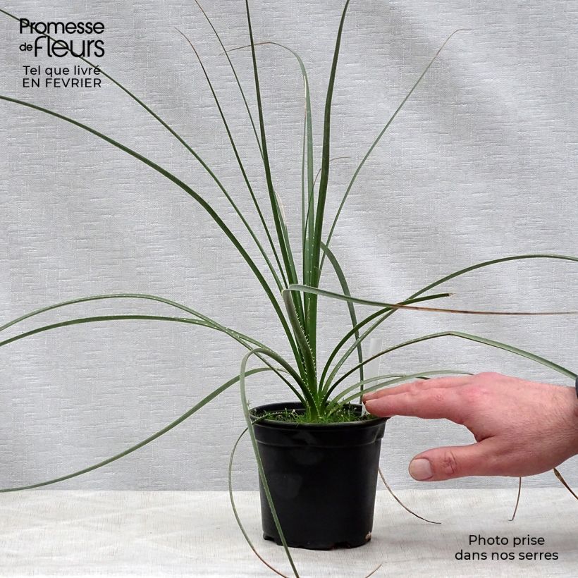 Dasylirion texanum - Sotol du Texas Pot de 12 cm Ejemplar entregado en invierno