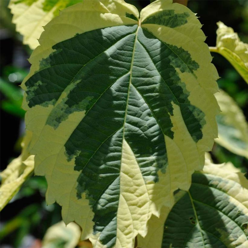 Davidia involucrata Lady Sunshine (Follaje)