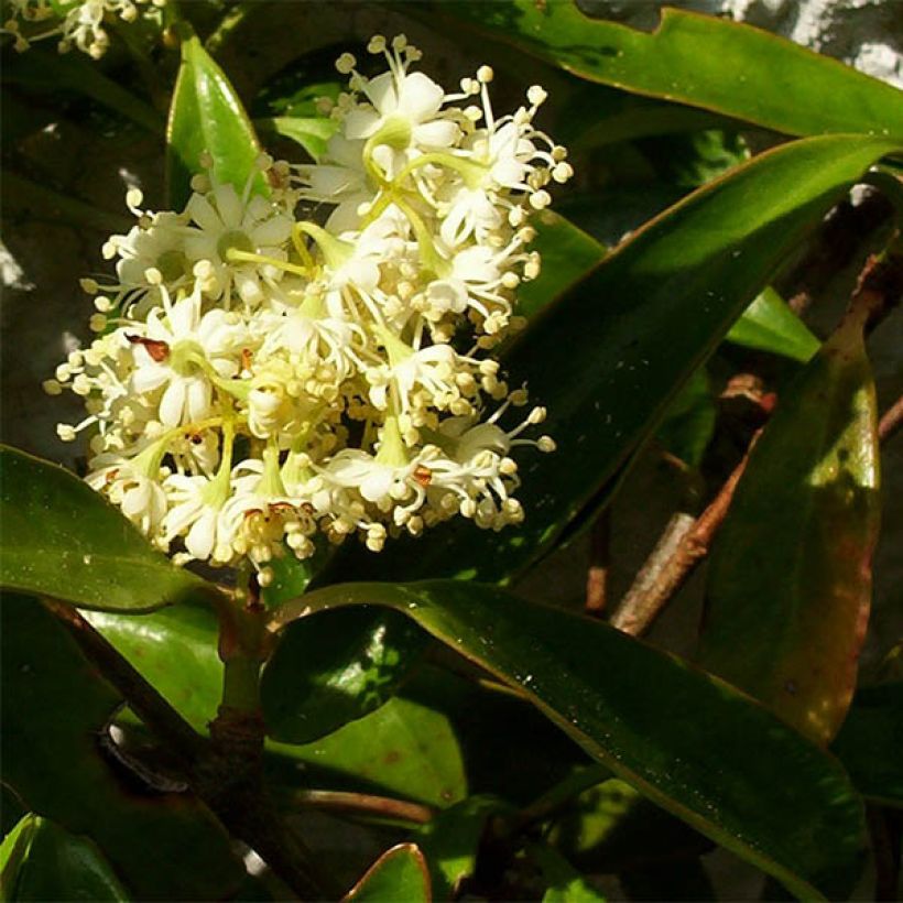 Decumaria sinensis (Floración)