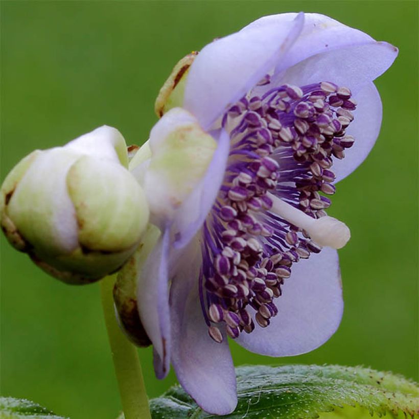 Deinanthe caerulea - Falsa hortensia (Floración)