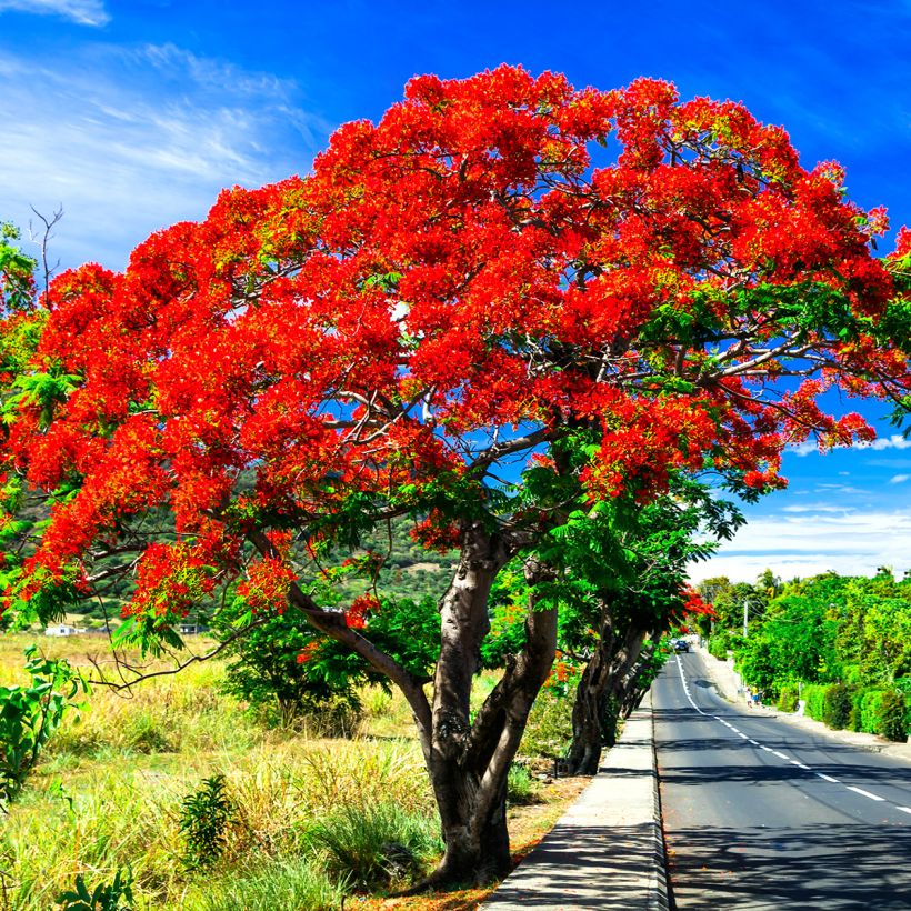 Delonix regia - Flamboyán (Porte)