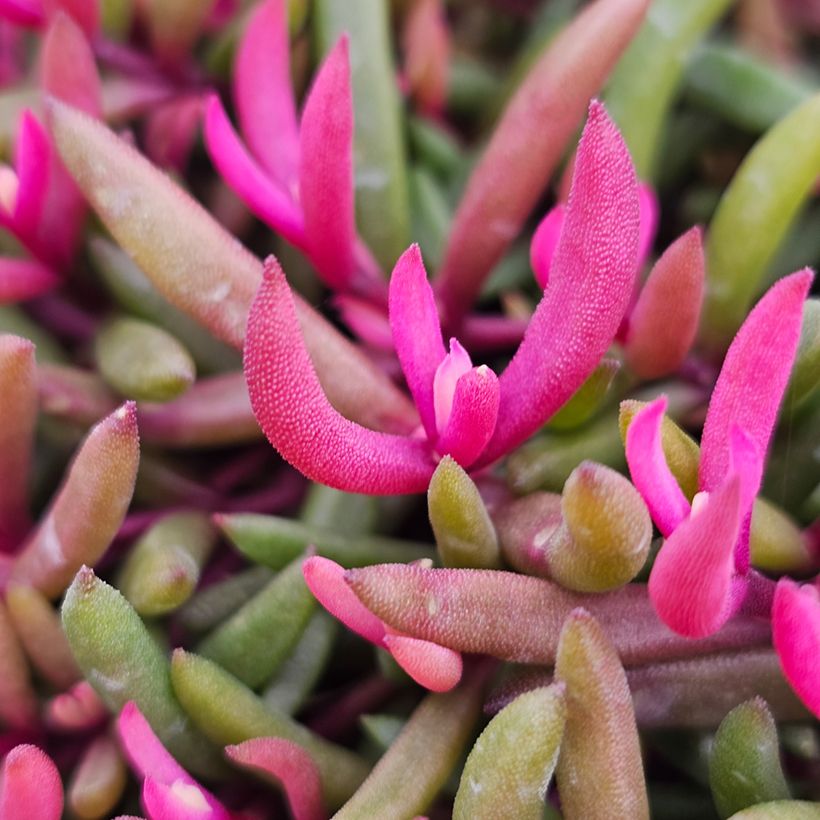 Delosperma Desert Dancers Red - Alfombra rosa (Follaje)