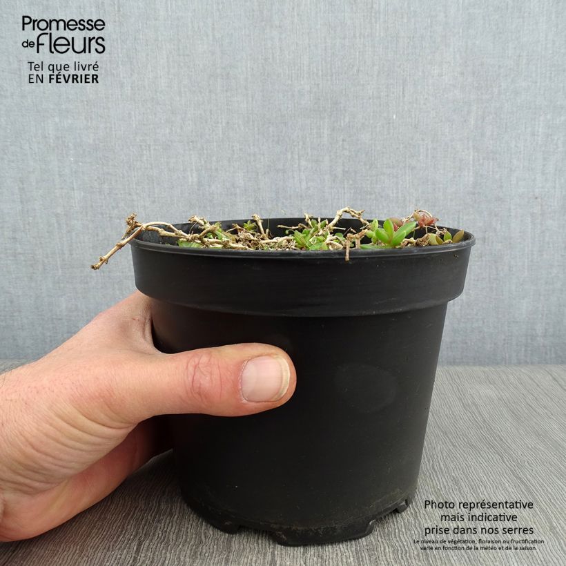 Delosperma Table Mountain - Pourpier vivace - Pot de 2L/3L Ejemplar entregado en invierno