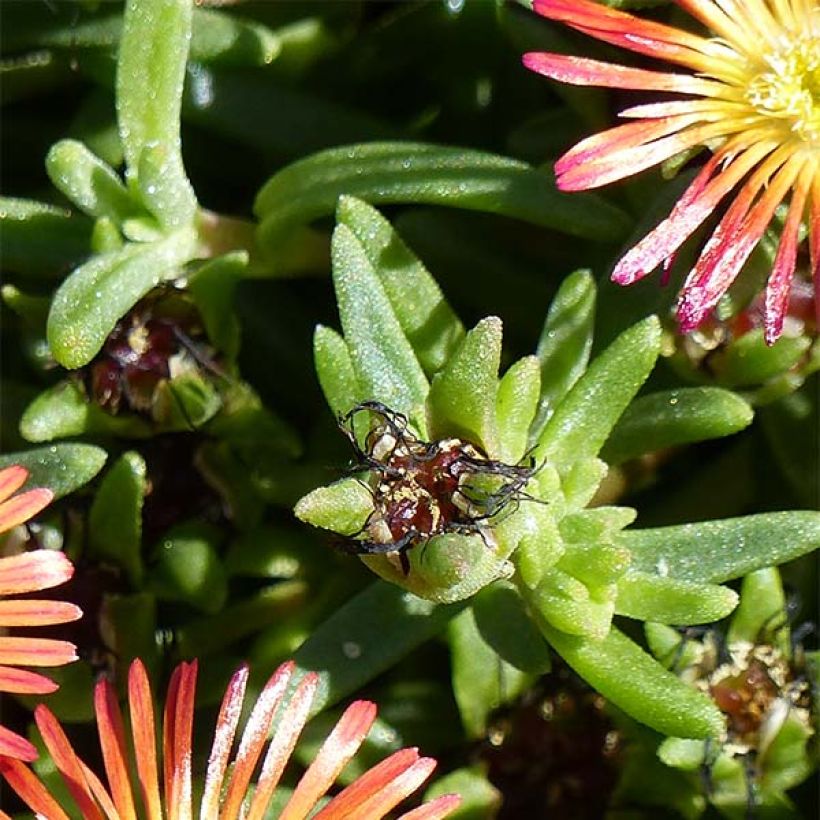 Delosperma Wheels of Wonder Fire - Alfombra rosa (Follaje)