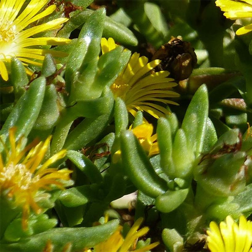 Delosperma Wheels of Wonder Golden - Alfombra rosa (Follaje)