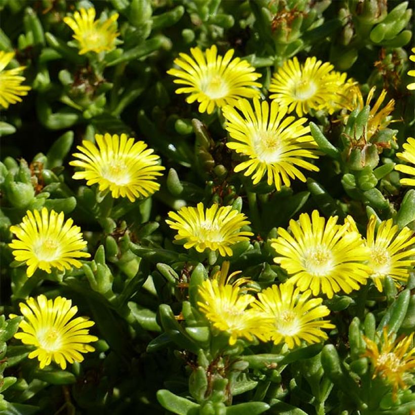 Delosperma Wheels of Wonder Golden - Alfombra rosa (Floración)